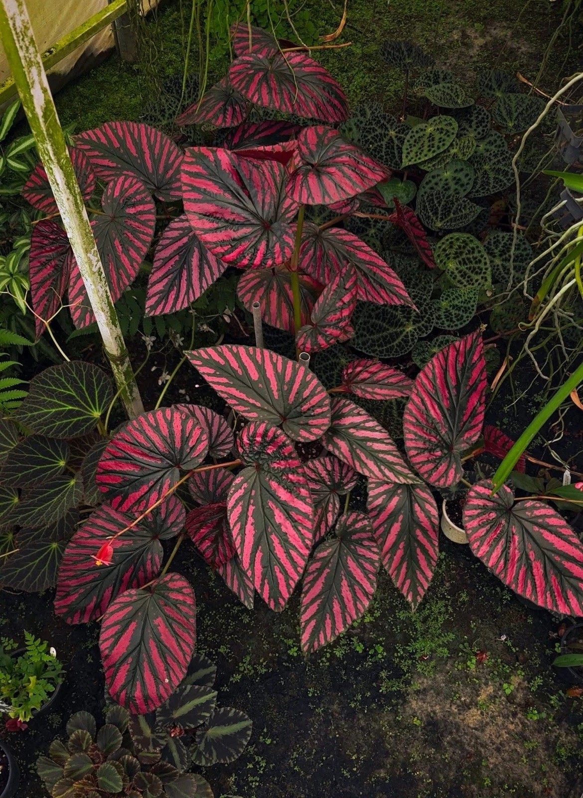 Begonia brevirimosa