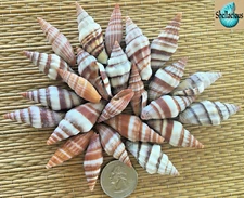 25 COLORFUL MITRE SEA SHELLS-  1/2 CUP - GREAT FOR CRAFTING
