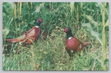 Greetings From Maine ME Vacationland Ring-Necked Pheasants 1959 Postcard