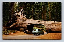 Sequoia National Park California Tree Trunk Tunnel Log Car Ca Postcard