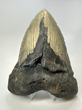 Megalodon Shark Tooth 6.21 inch - Authentic - Natural Fossil - Massive 18769