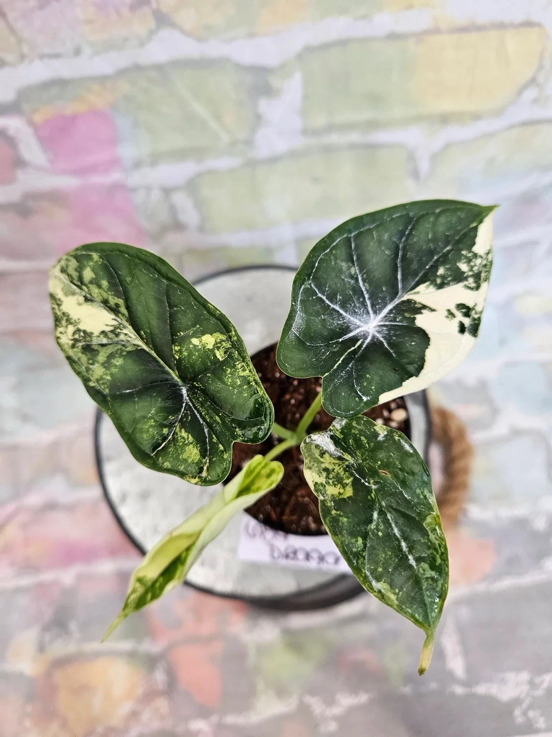 alocasia dragon scale variegated