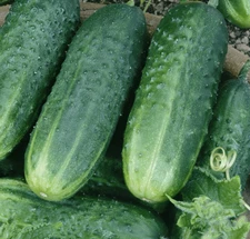 CAROLINA CUCUMBER SEEDS 50+ Vegetables COOKING culinary PICKLING FREE SHIPPING