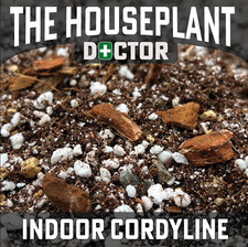 CORDYLINE Repotting Mix Potting Compost Soil Ti Fruticosa Tree Indoor Kiwi 1-25L