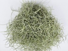 Fresh Florida Live Spanish Moss - 1 Gallon - Pet Bedding, Floral, Crafts