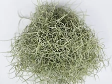 Fresh Florida Live Spanish Moss - 1 Gallon - Pet Bedding, Floral, Crafts