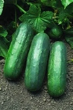 Eureka F1 Cucumber Seeds (25+ Seeds)(More Heirloom, Organic, Non GMO, Vegetable,