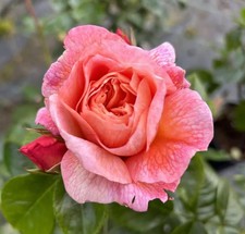 DEAREST CAROL - 4 Ltr Potted Peach Floribunda rose
