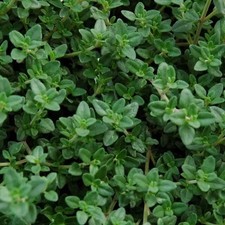 Thyme Seeds  Heirloom / Non-GMO  Free Shipping  Herb Seeds
