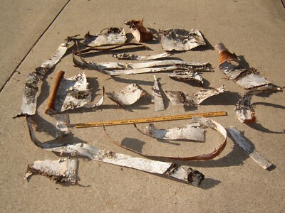 CRAFT BIRCH BARK PIECES AND STRIPS, VARIOUS SIZES, ENTIRE LOT FOR ONE SALE USA