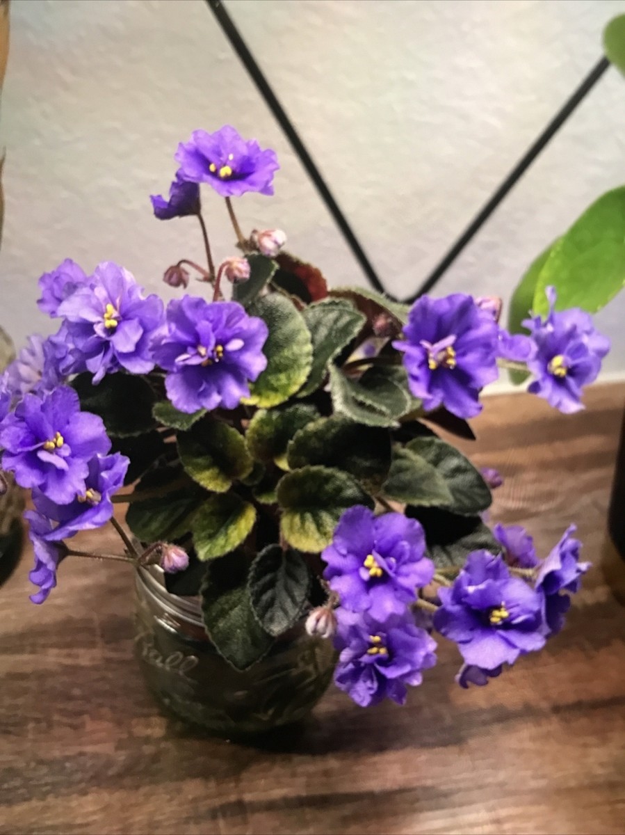 African Violet Plant “Rob's Argyle Socks” Variegated (Semi
