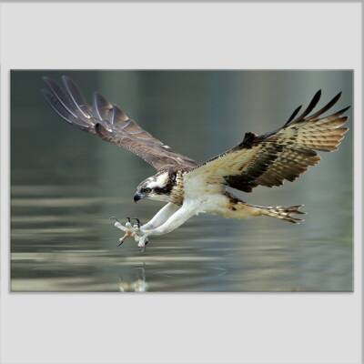 An Osprey Hunting Wall Art Canvas Unframed Print Art
