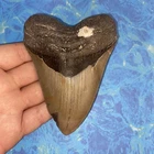 MEGALODON SHARK TOOTH 4.48” HUGE TEETH MEG SCUBA DIVER DIRECT FOSSIL NC 9929