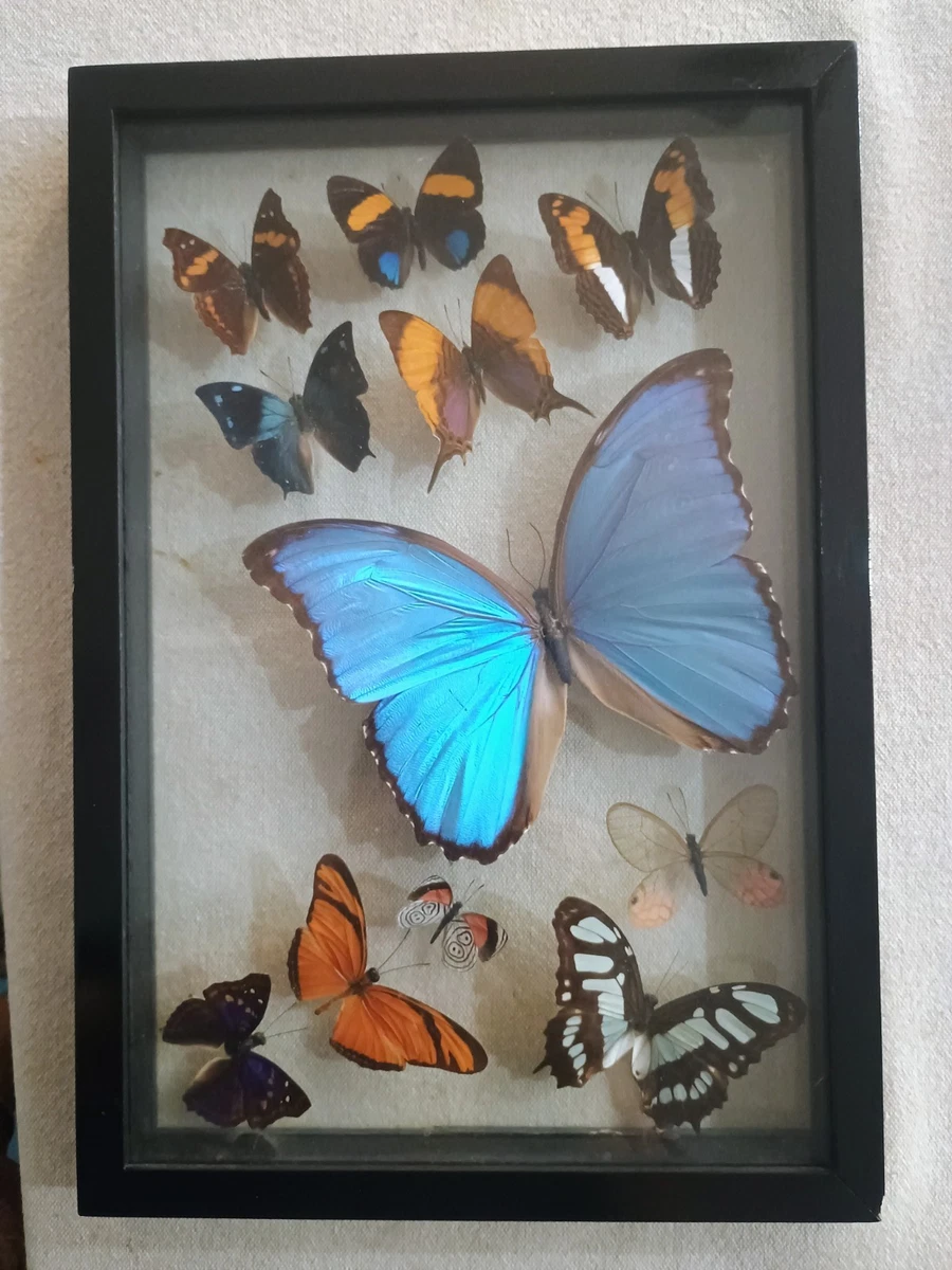 Morpho for sale | eBay