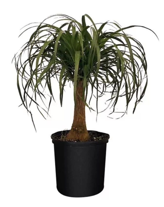 Indoor Ponytail Palm in 5 gal Pot 4-5 ft Tall Evergreen Easy Care Bonsai Plant - Image 4 of 4