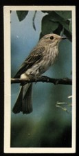 Tobacco Card, Carreras, Black Cat, BRITISH BIRDS, 1976, Spotted Flycatcher, #32