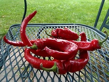 Maule's Red Hot Pepper - fast maturing hot pepper introduced in the early 1900's