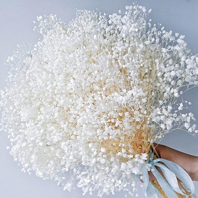 Dried Baby's Breath Flowers Bouquet - 3500+ Pure White Dry 