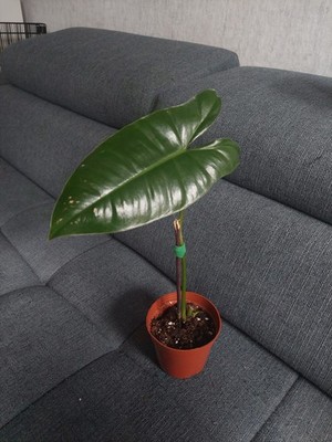 Philodendron Burle Marx Variegata