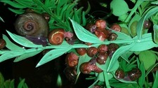 100 Mixed Colors Ramshorn Snails