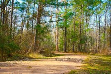Digital image picture wallpaper trail in woods with trees photo by Paige