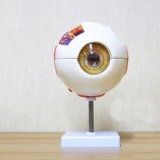 Eyeball Anatomy Model 6X Human Eye Medical Teaching Prop Dissectible Organ Model