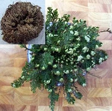 Rose of Jericho Resurrection Fern - Selaginella lepidophylla