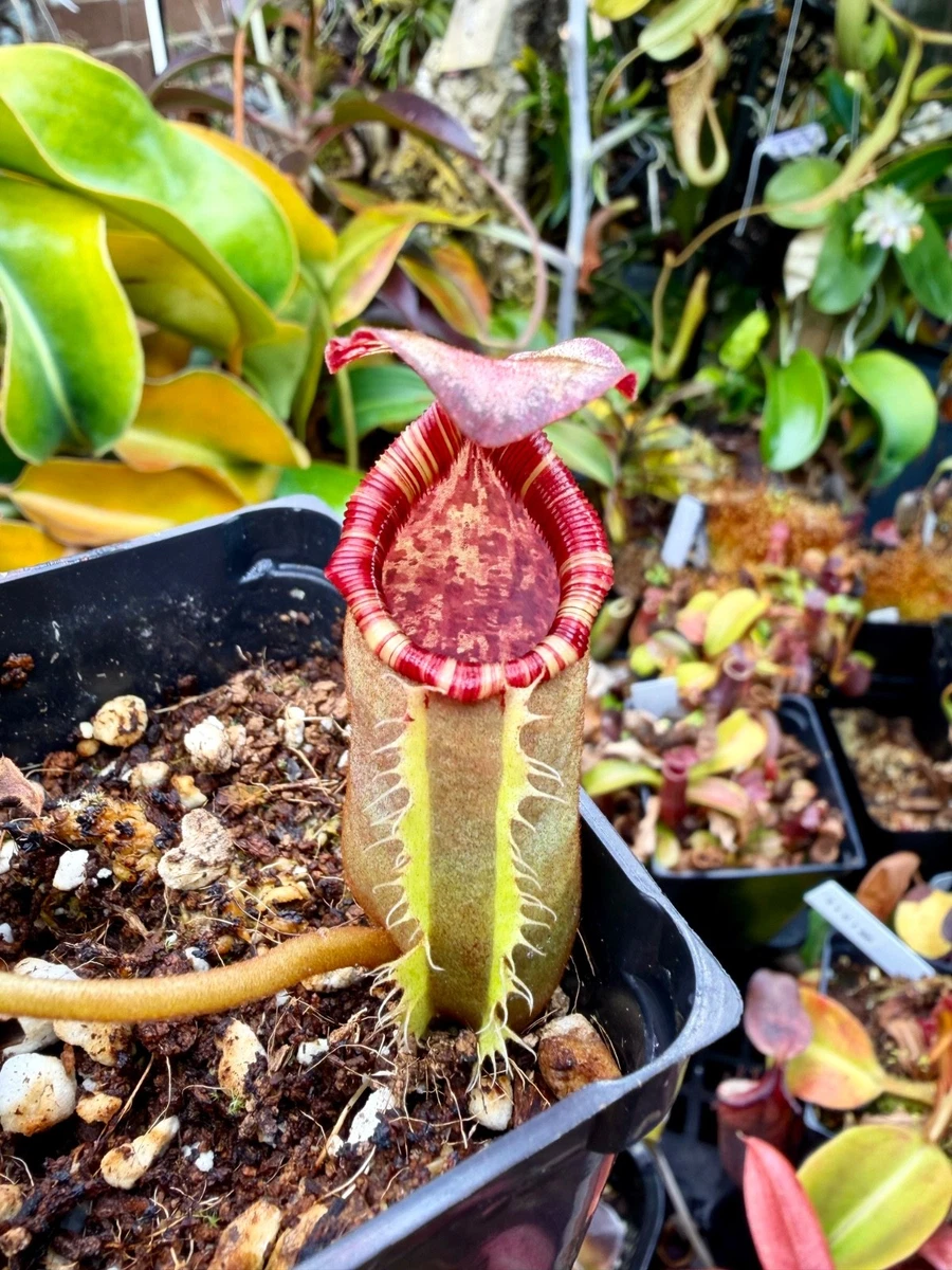 Pitcher Plant Nepenthes Acidic Carnivorous Plants for sale | eBay