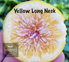 Fig Tree Combo Pack Cold Weather 