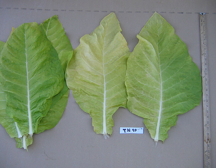 1000 TN 90 Tobacco Seeds ~ Heirloom Nicotiana Tabacum ~ Early High Yield!