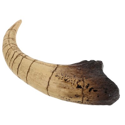 Dinosaur Claw Resin Sculpture for Unique Dinosaur Living Room and Party Decor