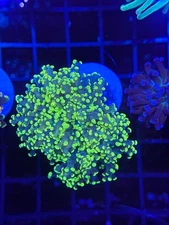 3 Pack Mix Euphyllia Live Coral LPS Frag