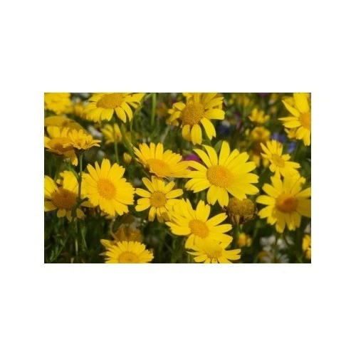 Corn Marigold Wild Flower Seed Native Meadow Bee Insect Friendly Garden Annual - Picture 2 of 5