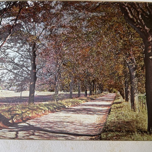 Matted Landscape of Trees and Road Looks Like Autumn Fall Colors - Picture 3 of 8