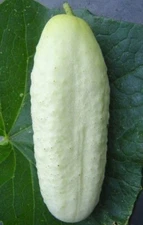 WHITE WONDER CUCUMBER SEEDS 50+ Vegetables COOKING culinary PICKLE FREE SHIPPING