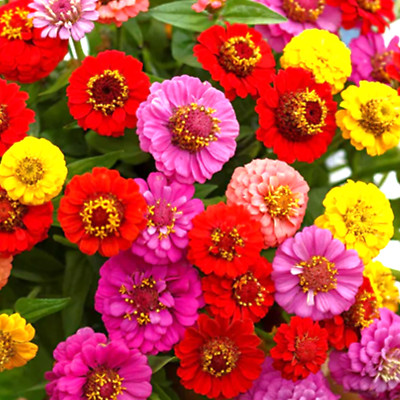 Lilliput Mix Zinnia Seeds | Pom Pom Dwarf Rainbow Multi