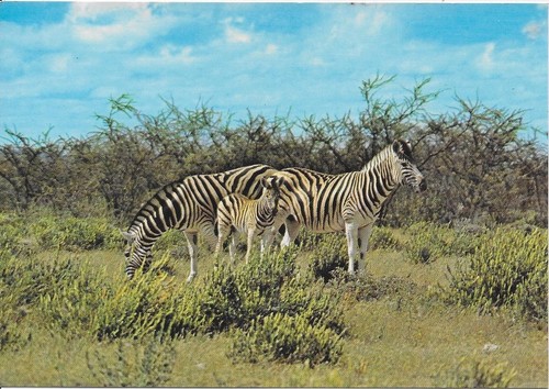 Zebras Flamingo Park Zoo Scarce