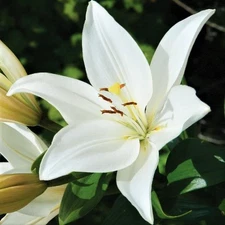Easy to Grow Lilium Asiatic Lily Bright Diamond 3 Plant Bulbs, Summer Zones 4-9