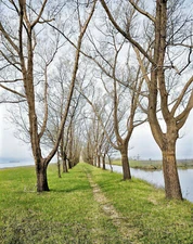 St. Clair Flats, Michigan, circa 1910. Willow Avenue, 14 x 11" Photo Print