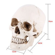 1pc White Resin Human Skull Lifesize Drawing Model Replica Drawing Party Decor