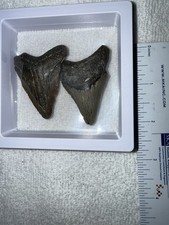 Two- 2” High Quality Megalodon Fossil Shark Teeth in 3D Floating Frame 