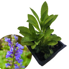 Smoke Camp Crafts Organic Blue Lobelia (Lobelia siphilitica) Live Plant in 2.5