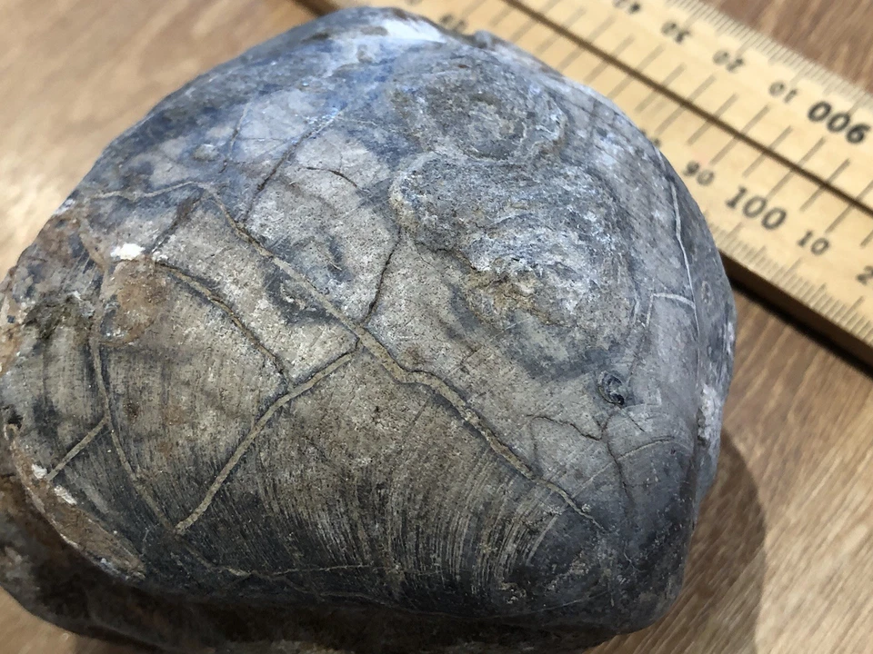 9cm Plagiostoma giganteum Bivalve Fossil Lower Jurassic Penarth Wales - Image 3 of 4