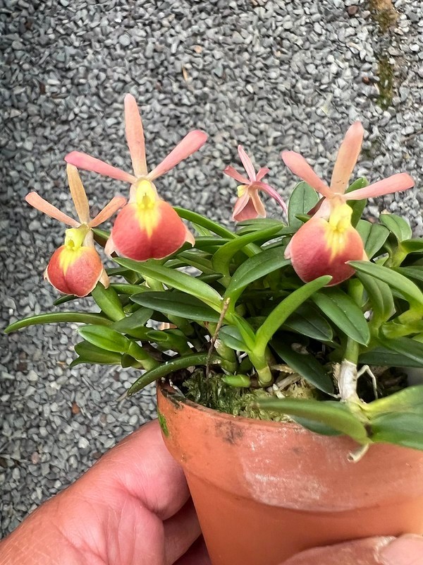 DO  - Epiphronitis Ding Dong, (coccinea x porpax), Cattleya, Orchid, super cute!