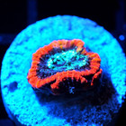 Corals of Eden ~ NON WYSIWYG Live Coral Frag ~ Black Hole Favia Coral ~ LPS — photo 3