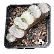 Hermosa planta suculenta 6 cm Haworthia Truncata Hakua Liliaceae hogar jardín