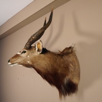 Trophée Africain Nyala Antilope Tête HL 62 Cm Épaule 95.22.7