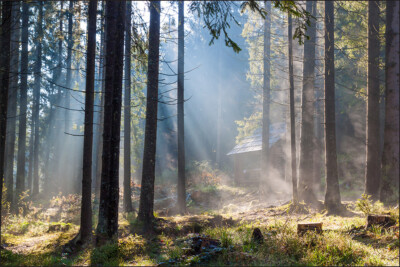 VINYL Fototapete XXL TAPETE Wald Natur 380