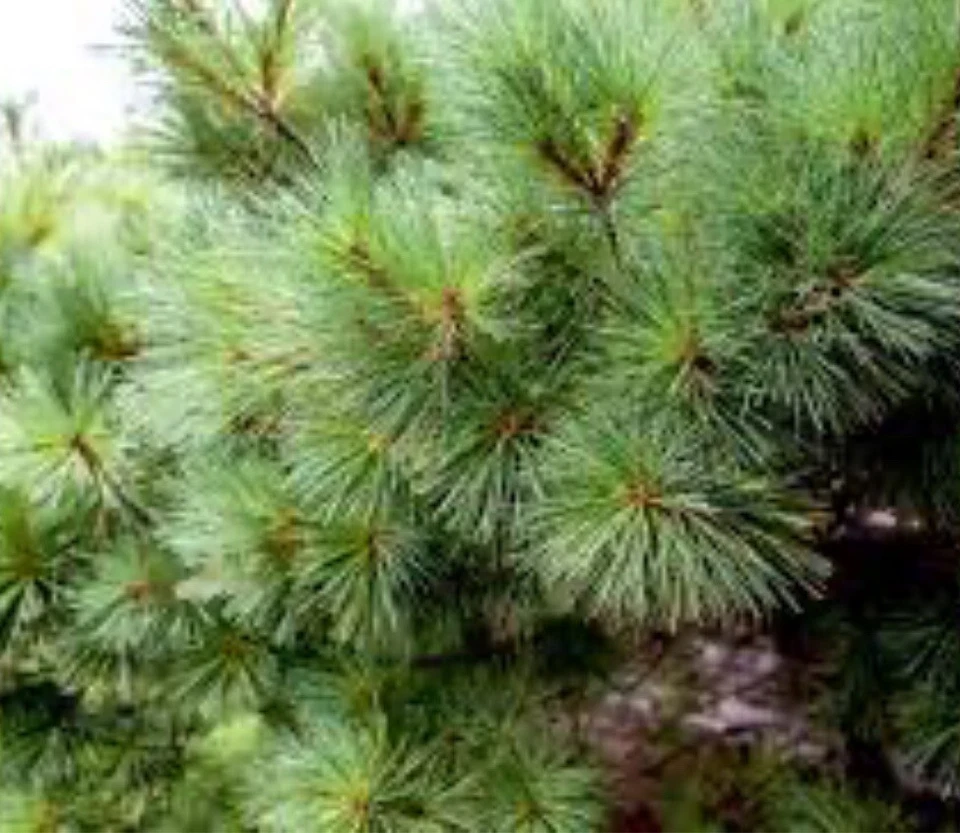 Bolsas de té con aguja de pino blanco oriental 60 unidades orgánicas frescas recogidas suministro para 4 meses Foto 3 de 4