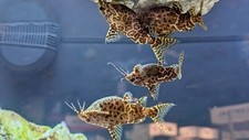 Upside Down Catfish 1"- 1.5", Live Fish